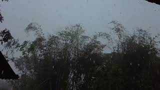 Sounds of Rain and Birds in Rural Indonesia, Rain Sounds for Relaxing, Sleeping, Studying