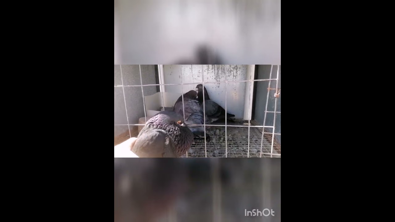 Palomar de laudino sevillano y palomo de trabajo, Jose Antonio Cepeda e hijo #buchonlaudinosevillano