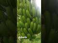 very green banana #foryou #youtubeshorts #shortsfeed #shortvideo #banana #green