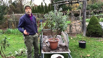 ROOT PRUNING A POTTED PLANT