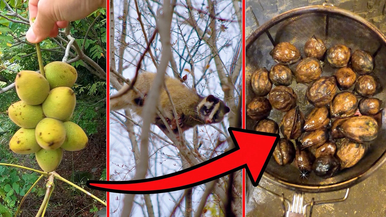 そこら辺のクルミを拾ってハクビシンと一緒に食べてみた結果がヤバすぎた・・・