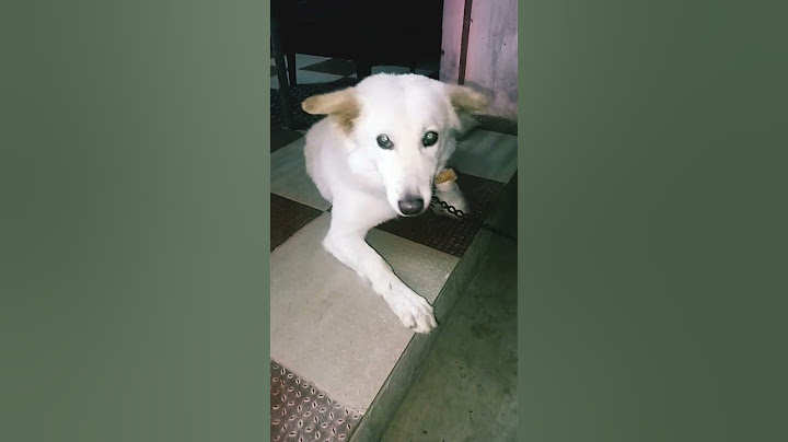வீட்டை விட்டு வெளியே போயிடலாமா#Petkingdom#please subscribe#youtubeshorts #shortvideo