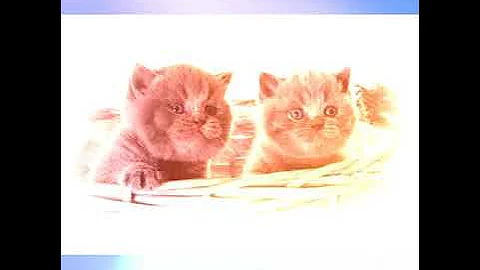 Watch the video about Britishpearls cats & kittens animal photography (Blue Britishshorthair & Ragdolls)