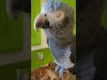 weeeewoooo Wednesday from Charlie grey 👋🥰 #shorts #parrottowntv #parrots #africangrey