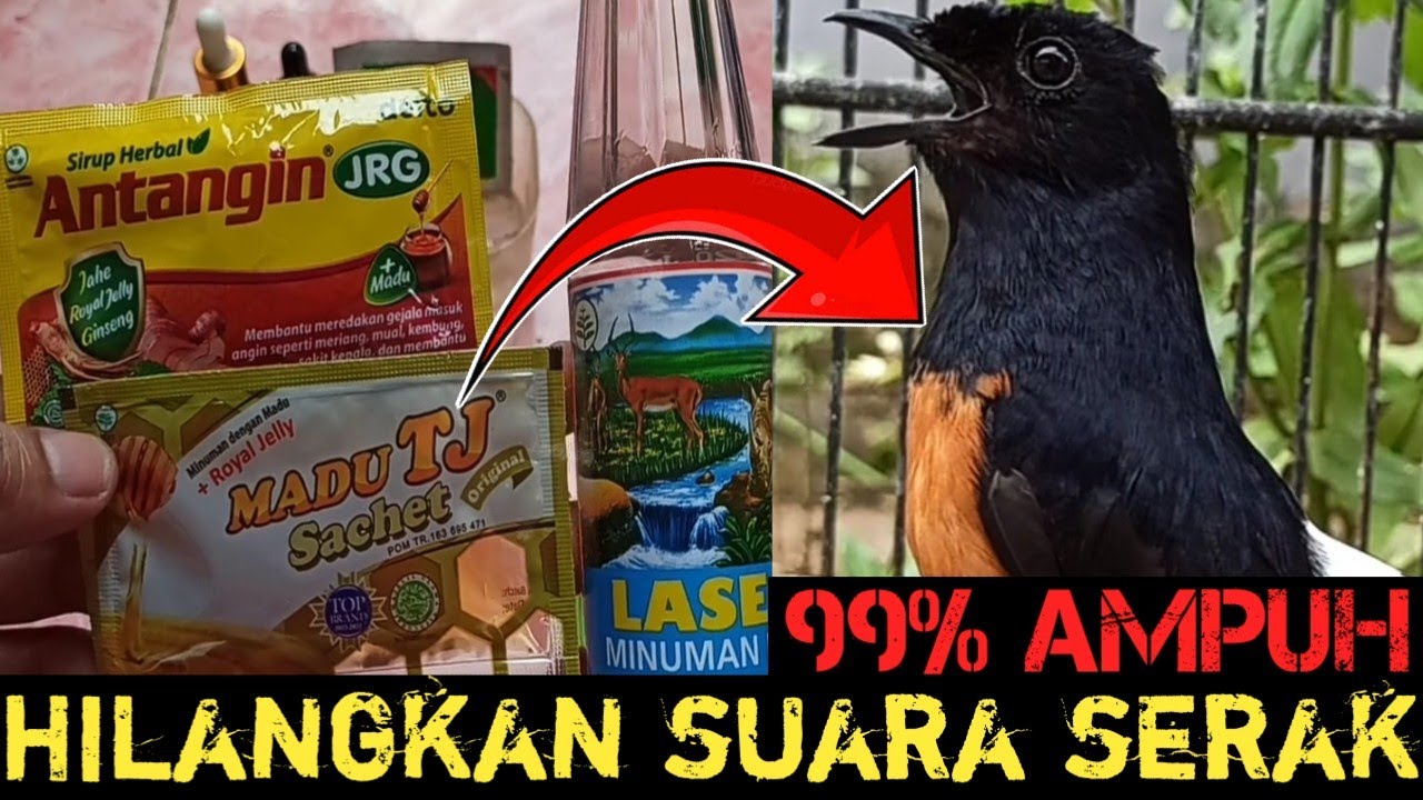 AMPUH MENGOBATI SUARA SERAK PADA MURAI BATU‼️DAN MURAI BATU KURANG