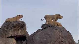 Roaring lions in Akagera National Park Rwanda by Katona Tours