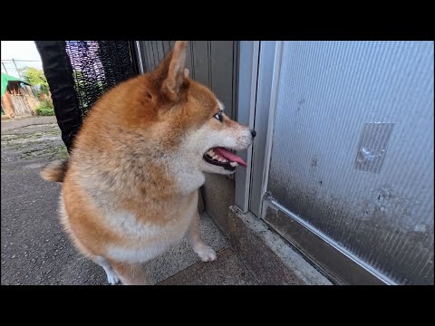 お鼻がくっつくぐらい裏口が開くのを待ち構える柴犬