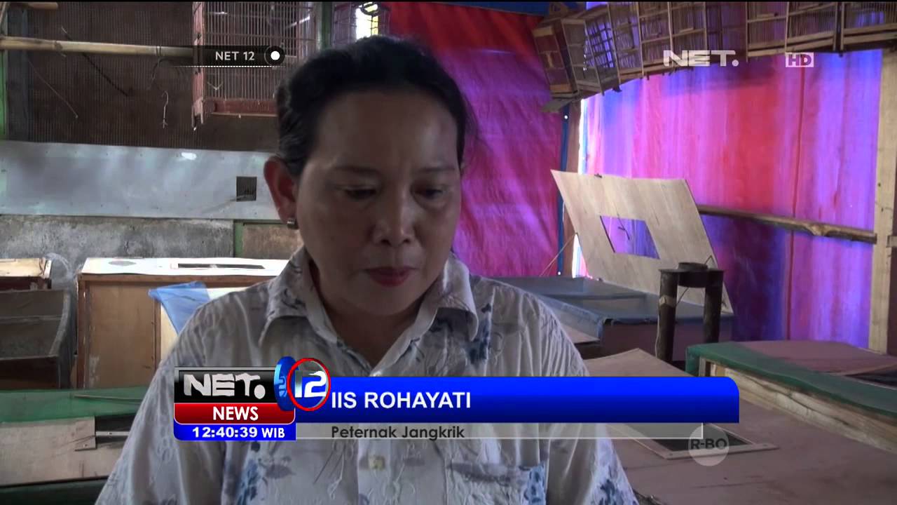 Hasil Budidaya Jangkrik Berhasil Penuhi Kebutuhan Hidup -NET12 