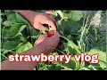 Strawberry khany chalen vlog