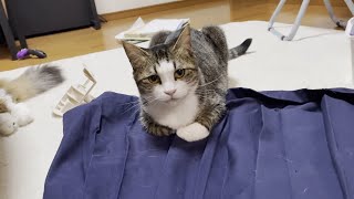 見守るつもりがさりげなく邪魔だった猫