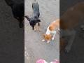 Cute Street Dog 🐕#dog #dogs #doglover #street #cute #shorts