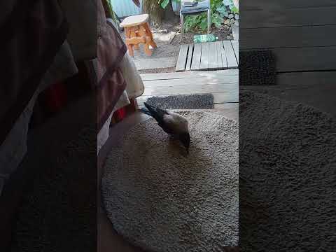 Ворона Надюша ☺️#рек#cat#блогер#топ#юмор#рекомендации#приколы#животные#природа#art#shorts#short#кот