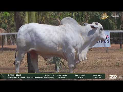 Nelore Cometa | 17º Leilão | Touros | Lote 98