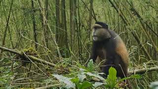 The Golden Monkeys of the Virungas