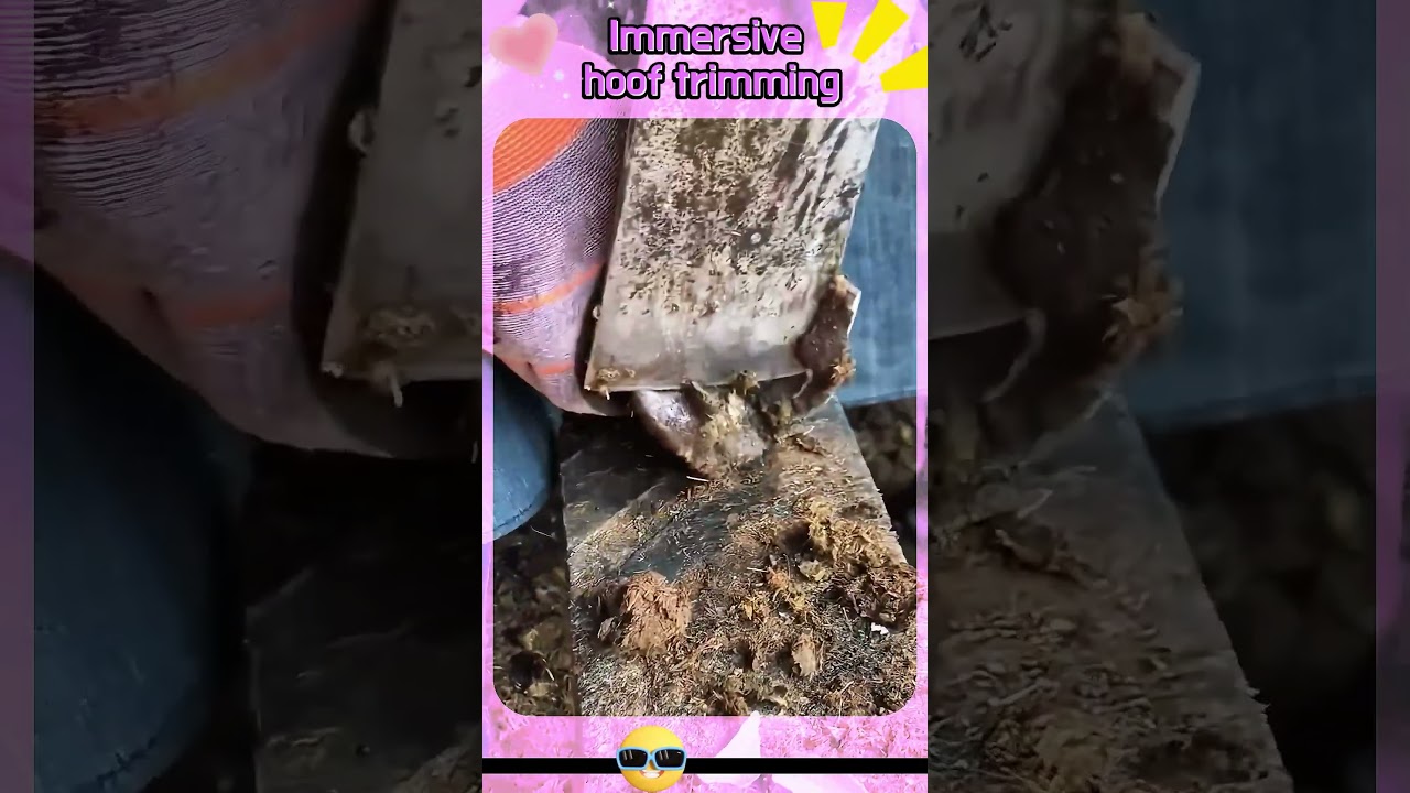 Immersive hoof trimming