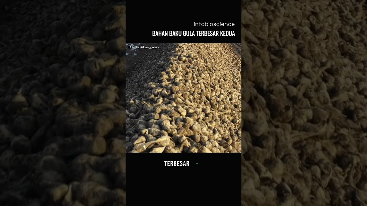 Bahan baku pembuatan gula terbesar kedua di dunia - Infobioscience