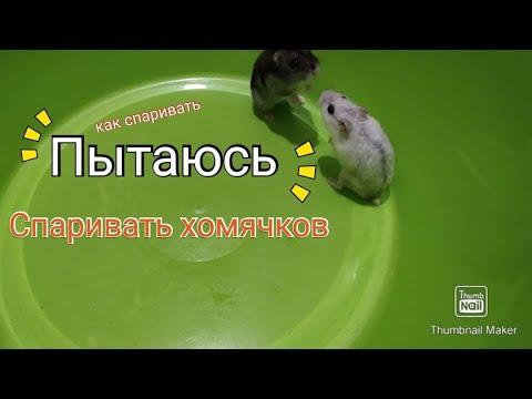 Почему хомяки не спариваются