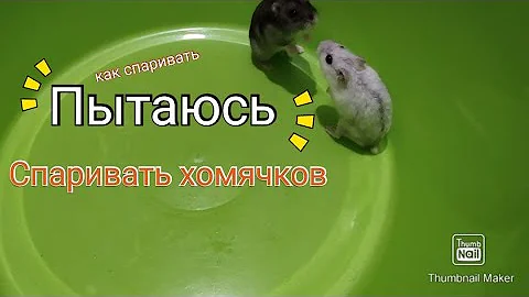 Почему хомяки не спариваются