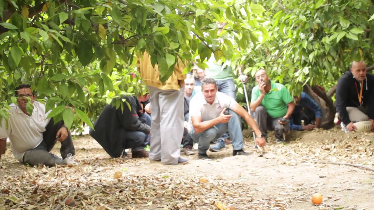 63º Campeonato España Palomos Deportivos - La Llosa de Ranes: 1ª Prueba