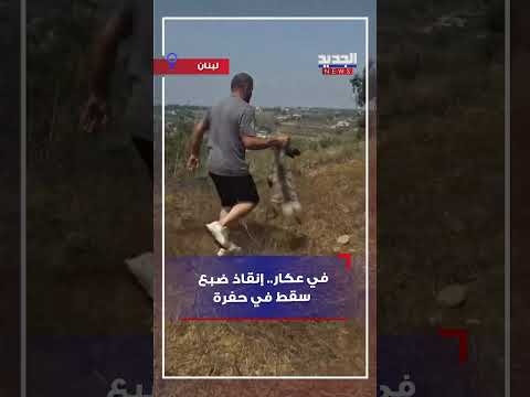 في عكار إنقاذ ضبع سقط في حفرة