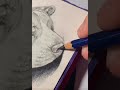 Pencil Drawing Of My Dog #drawing #drawing #art