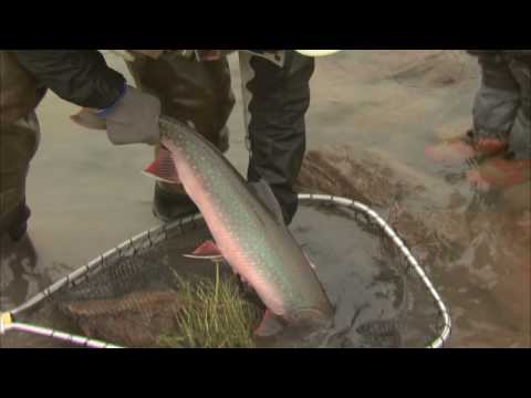 Huge Char caught on the Tree River NWT  Csf 24 22 BIG