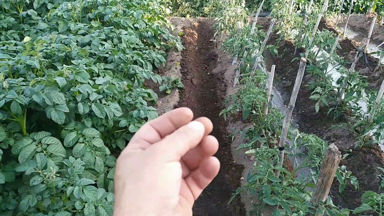 La Huerta del Gallego