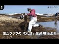 生活クラブの「ひじき」生産現場より【①刈り取り・加工編】