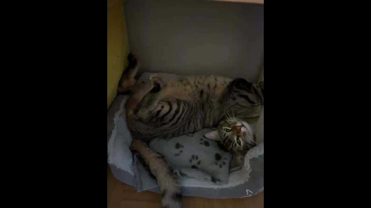 Cat Sleeping in Weird Position 2.0 
