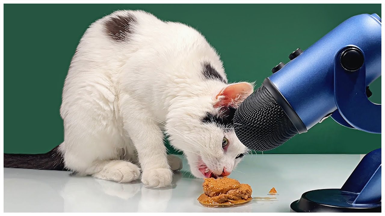 Cat Eating Wet Food Asmr Cat Eating Asmr Asmr Lick PET ASMR YouTube cat-eating-wet-food-asmr-cat-eating-asmr-asmr-lick-pet-asmr-youtube