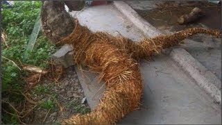 Ông đào được rễ cây hình người liền bán vội, không ngờ 3 ngày sau ông vô cùng hối hận