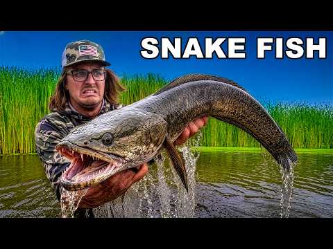 Chasing Down Florida's Invasive Snake Fish!