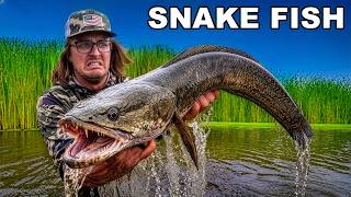 Chasing Down Florida's Invasive Snake Fish!
