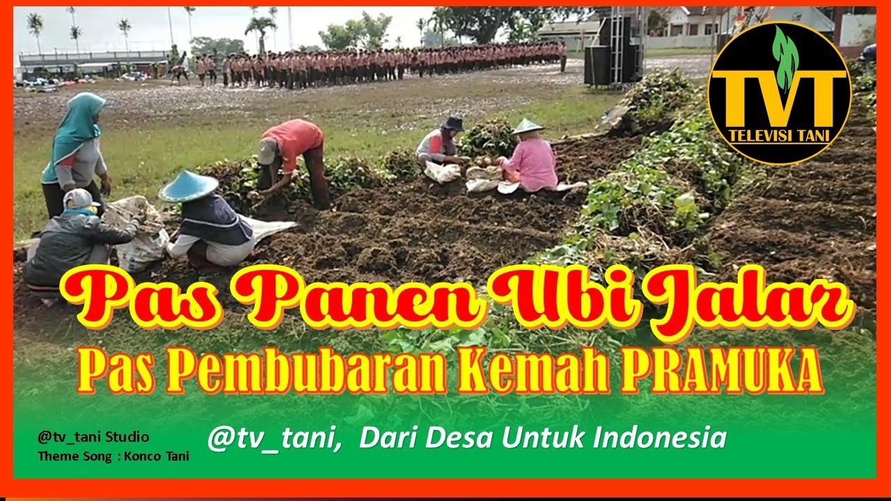 Pas Panen Ubi Jalar, Pas Pembubaran Kemah Pramuka (Bag.2)  #tvtani #pertanian  #ubijalar