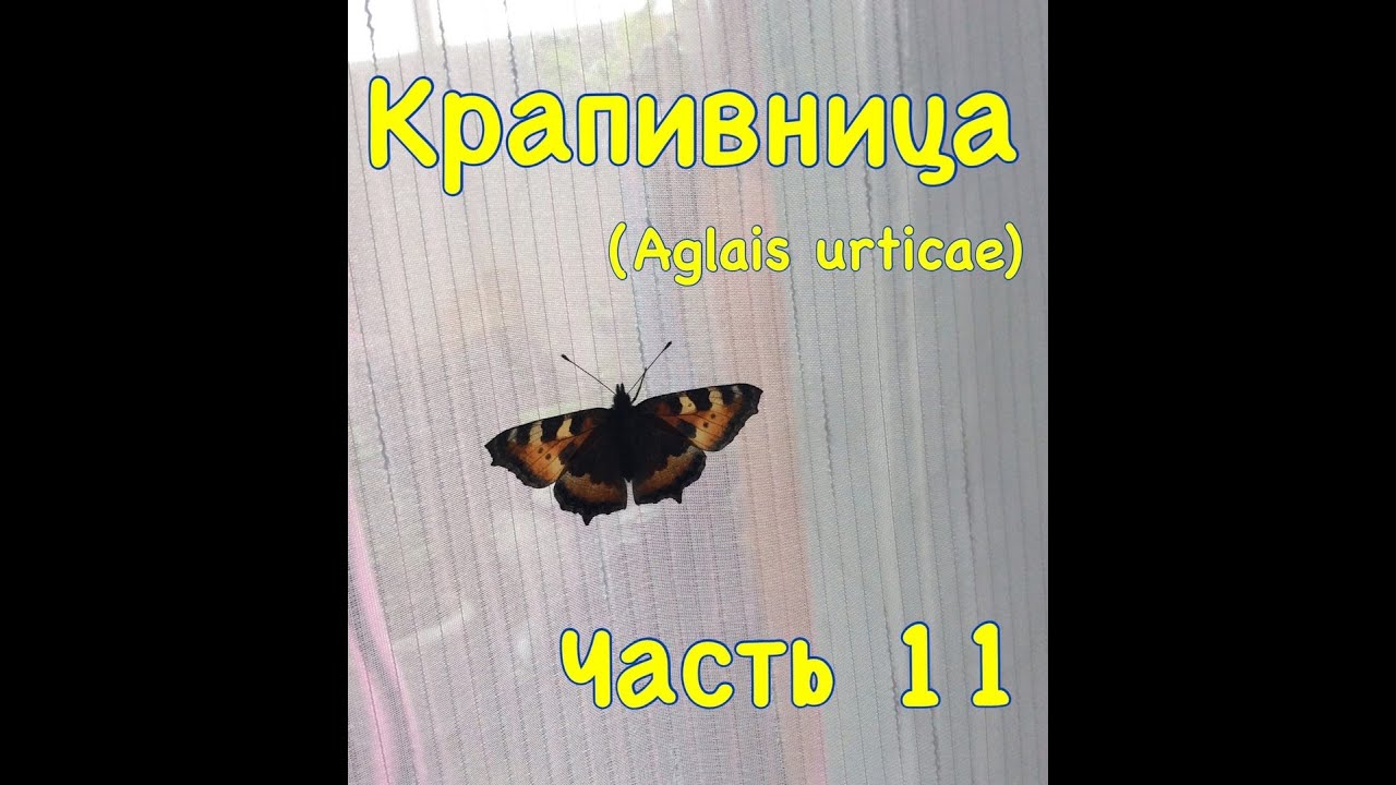 Метаморфоз крапивницы (Aglais urticae). Часть 11. Отпускаю бабочек с дочкой.