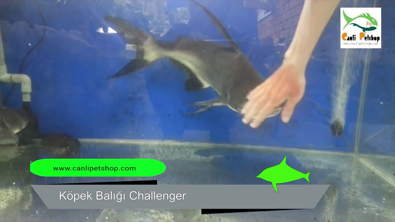 Kopek Baligi Challenger Part 5 Youtube