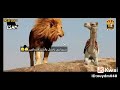 اغنيه رد الاسد للجمل نفسي اسالك سؤالين 