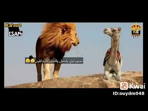 اغنيه رد الاسد للجمل نفسي اسالك سؤالين