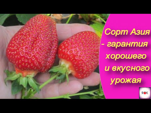 Сорт клубники Азия - гарантия хорошего и вкусного урожая