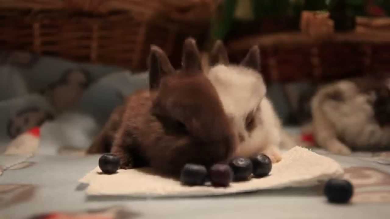 Baby Bunnies eating Blueberries!!! Featuring the "EAT IT!" song shorts