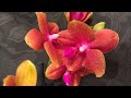 Нереальный завоз сортовых орхидей в Экофлору 23 сентября 2020 г. Будда, Виолацея,, Лас Вегас, Радуга
