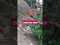 Rooster call... #shorts #foryou #dreamagro #sound