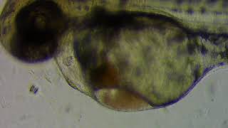 Zebrafish embryo heart beat view @ 60 fps
