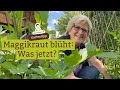 Maggikraut blüht, was tun? Kann man Liebstöckel noch essen, wenn es blüht?