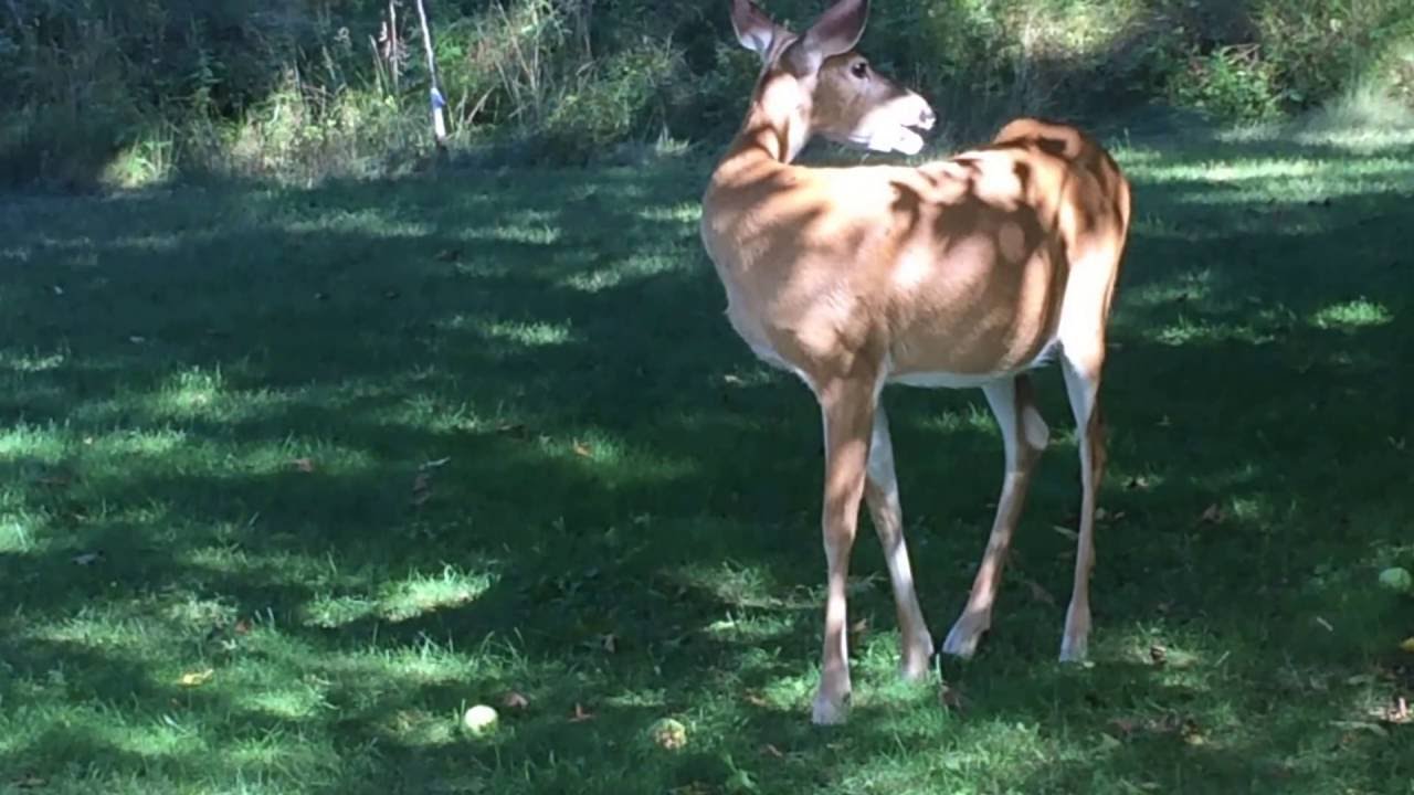 Hollis Adventures YouTube