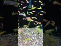 glo zebra danios fish #shorts