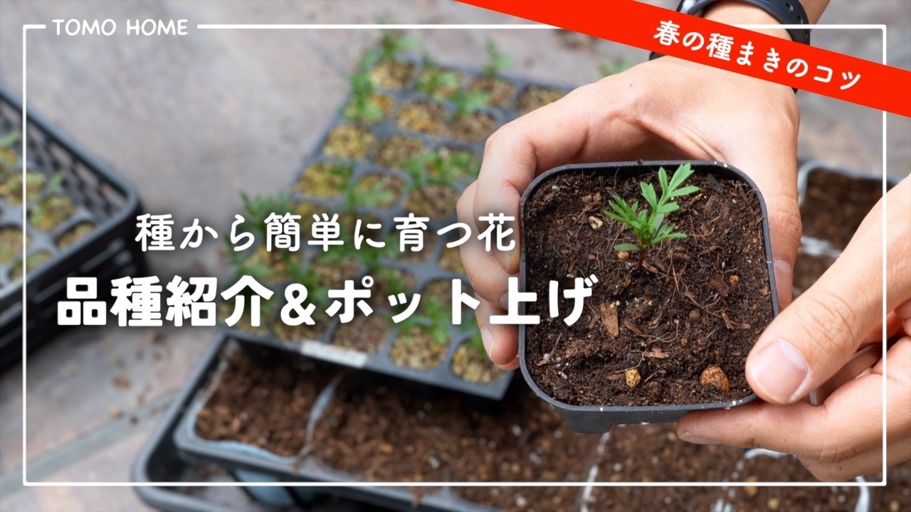 種から育てやすい花4選！種まきのコツとポット上げまでやってみた