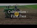 Cultivation - First Pass - Organic Weed Control