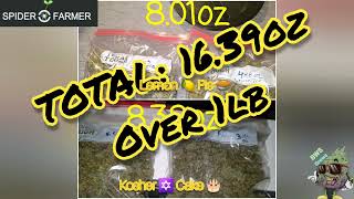 Seed to Harvest Series Final Weigh In Kosher Cake & Lemon Pie Spider Farmer SE3000 & 3x3 Grow Tent