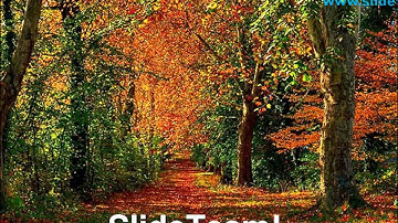 Forest Path Nature PowerPoint Templates Themes And Backgrounds ppt themes